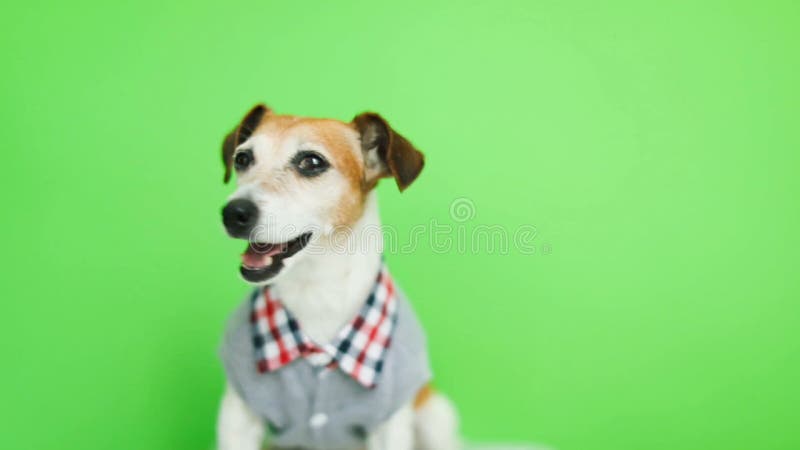 Chien actif de sourire heureux dans le lookig de vêtements à la came Bâillement Fond vert de clé de chroma Enregistrement vidéo banque de vidéos