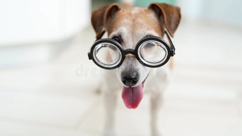 Chien adorable en verres. Queue heureuse. banque de vidéos