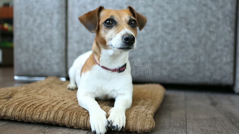 Chien adorable se reposant sur le flore sur le lit d'oreiller Regard avec l'attention L'atmosphère à la maison décontractée Enreg banque de vidéos