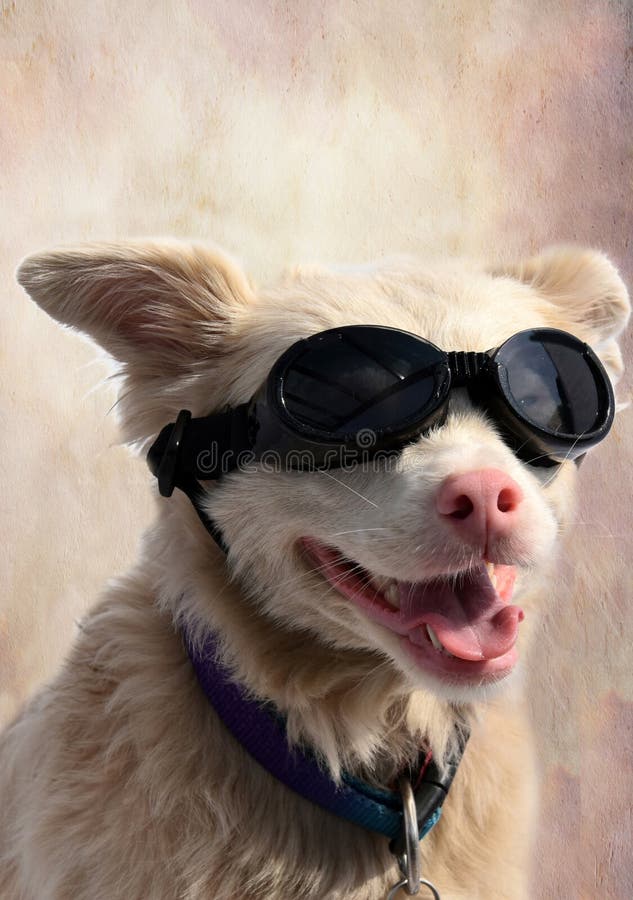 Chien albinos avec des lunettes de soleil Chien albinos avec des lunettes de soleil