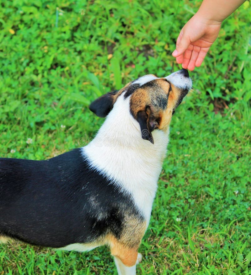 A friendly, black and tan, dog, smelling of a child&#x27;s hand. A friendly, black and tan, dog, smelling of a child&#x27;s hand.