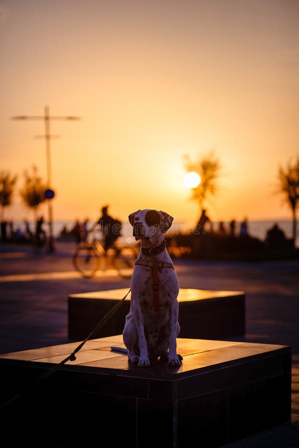 Chien Anglais De Phénotype De Mélange Dindicateur Photo