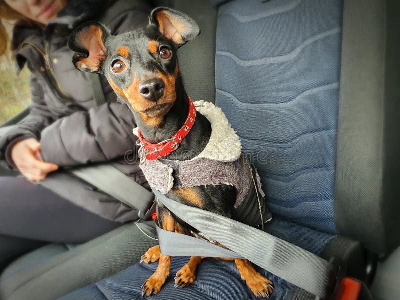 Chien Attaché à La Ceinture De Voiture Doberman Pinscher Nain