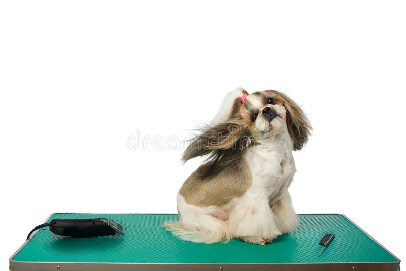 Chien au groomer& x27 ; table de s avec les cheveux winded photographie stock Chien au groomer& x27 ; table de s avec les cheveux winded photographie stock