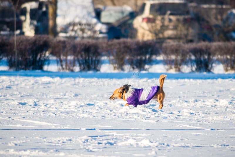 Chien avec des vêtements photos libres de droits Chien avec des vêtements photos libres de droits