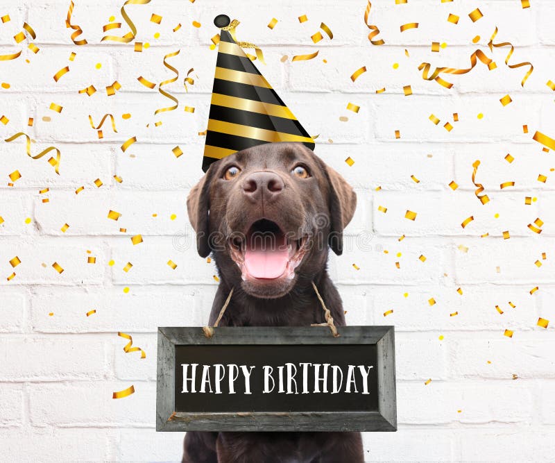 Fete D Anniversaire De Chien Photo Stock Image Du Mignon Bleu Fete D Anniversaire De Chien Photo Stock Image Du Mignon Bleu