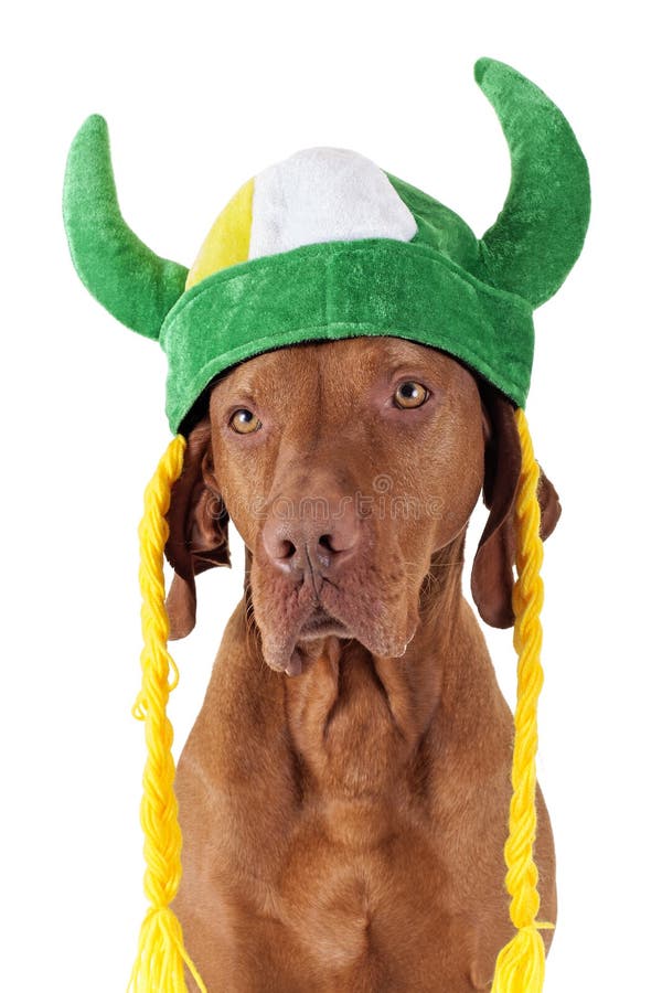 Chien avec le chapeau de Viking photo libre de droits Chien avec le chapeau de Viking photo libre de droits