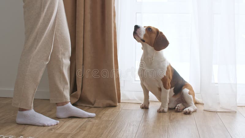 Chien beagle assis à la maison sur le sol près de la fenêtre et exécute les commandes propriétaire femelle traite son chien à un c banque de vidéos