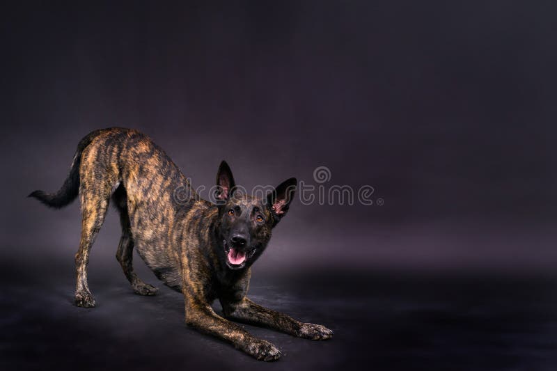 Dutch shepherd dog sitting isolated on dark yellow red background. Dutch shepherd dog sitting isolated on dark yellow red background