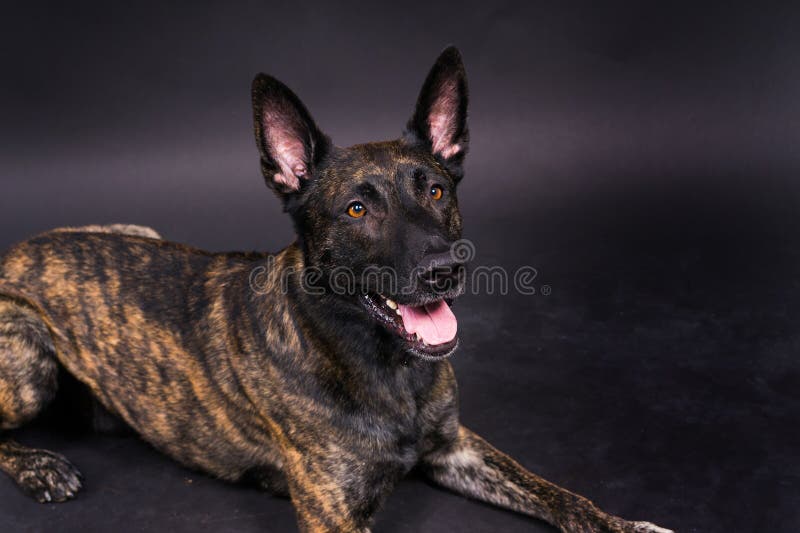 Dutch shepherd dog sitting isolated on dark yellow red background. Dutch shepherd dog sitting isolated on dark yellow red background