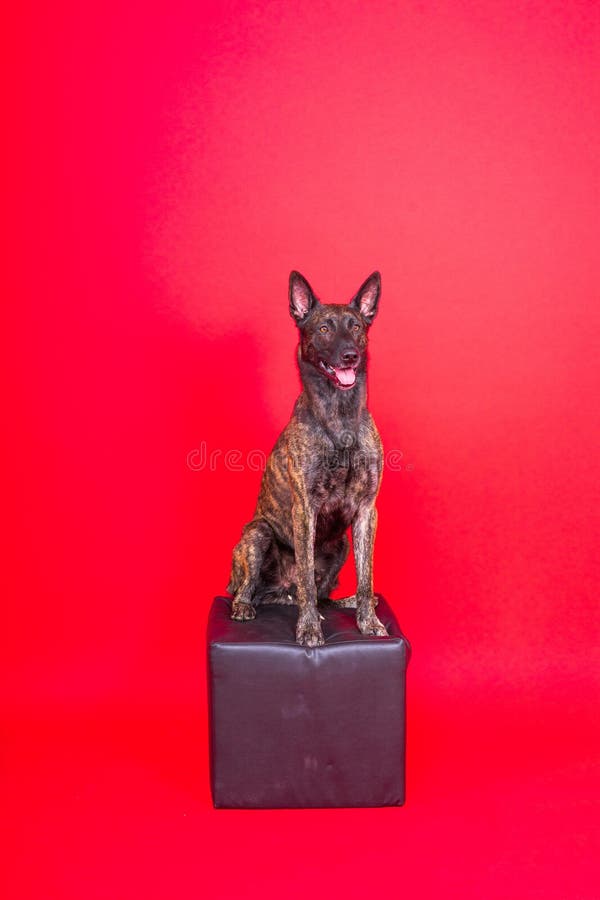 Dutch shepherd dog sitting isolated on dark yellow red background. Dutch shepherd dog sitting isolated on dark yellow red background