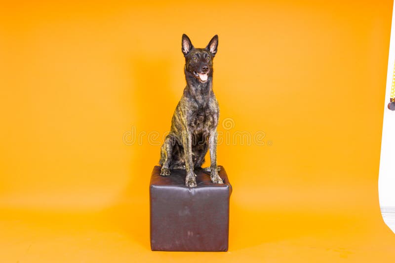 Dutch shepherd dog sitting isolated on dark yellow red background. Dutch shepherd dog sitting isolated on dark yellow red background