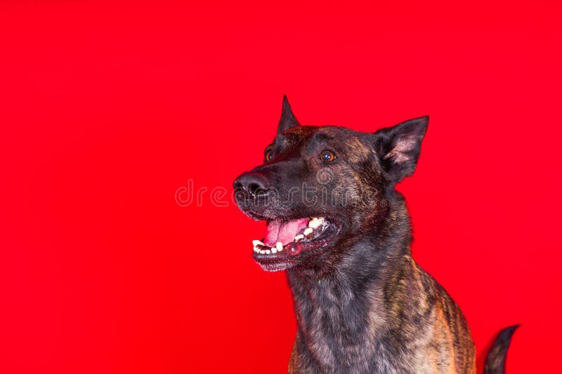 Dutch shepherd dog sitting isolated on dark yellow red background. Dutch shepherd dog sitting isolated on dark yellow red background