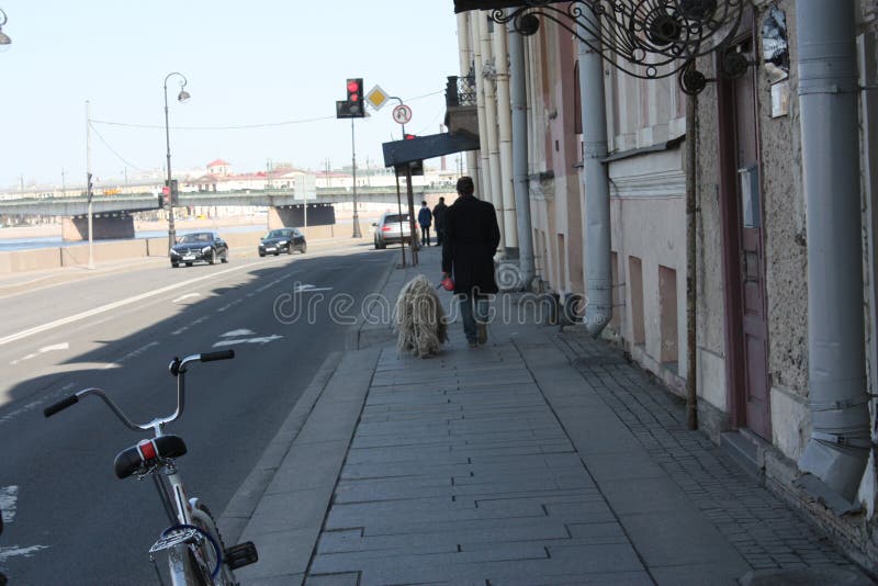 Chien blanc avec des dreadlocks images stock Chien blanc avec des dreadlocks images stock