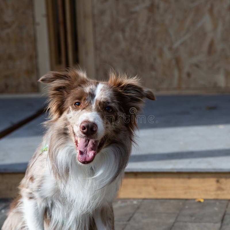 Chien Blanc De Collie Une Vieille Race Anglaise De Chiens