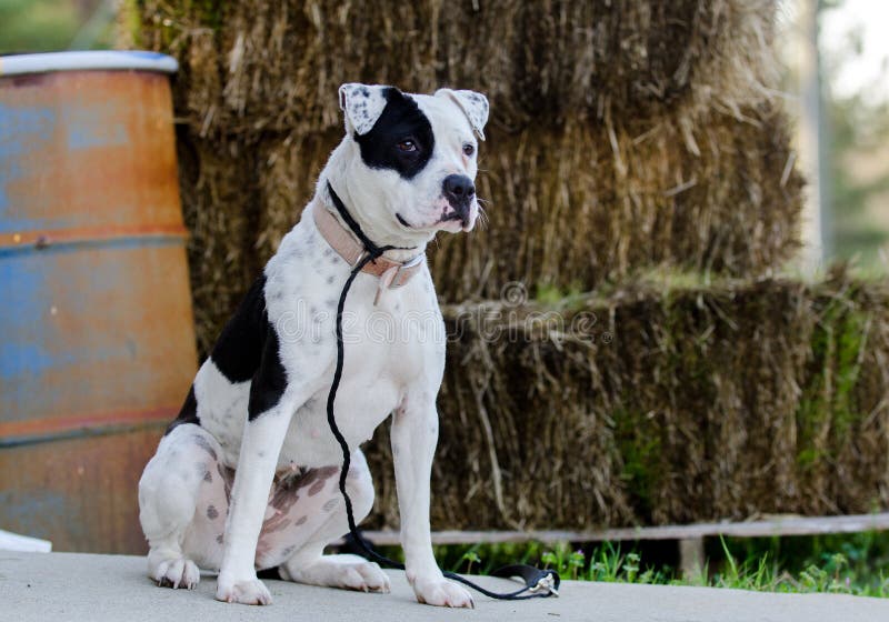 2 440 Pitbull Noir Et Blanc Photos Libres De Droits Et Gratuites De Dreamstime 2 440 Pitbull Noir Et Blanc Photos Libres De Droits Et Gratuites De Dreamstime