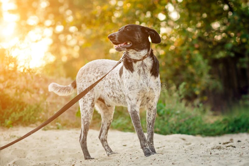 Chien Blanc Gris Et Noir Marchant Sur Le Sable Photo Stock