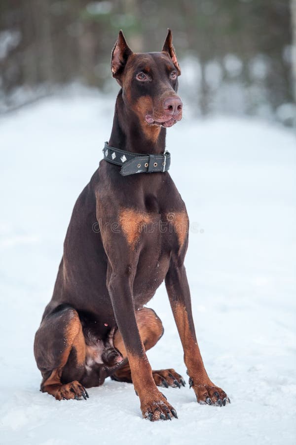 Friendly and calm brown Doberman dog sitting on snow outdoor at winter season. Friendly and calm brown Doberman dog sitting on snow outdoor at winter season