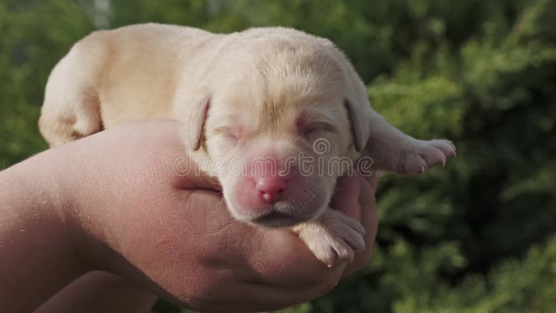 Chien chiot du labrador nouveau-né entre les mains banque de vidéos