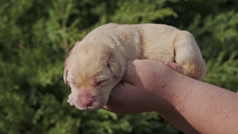 Chien chiot du labrador nouveau-né entre les mains banque de vidéos