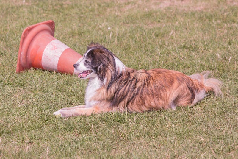 Chien continental de Toy Spaniel habitant en Belgique photo libre de droits Chien continental de Toy Spaniel habitant en Belgique photo libre de droits
