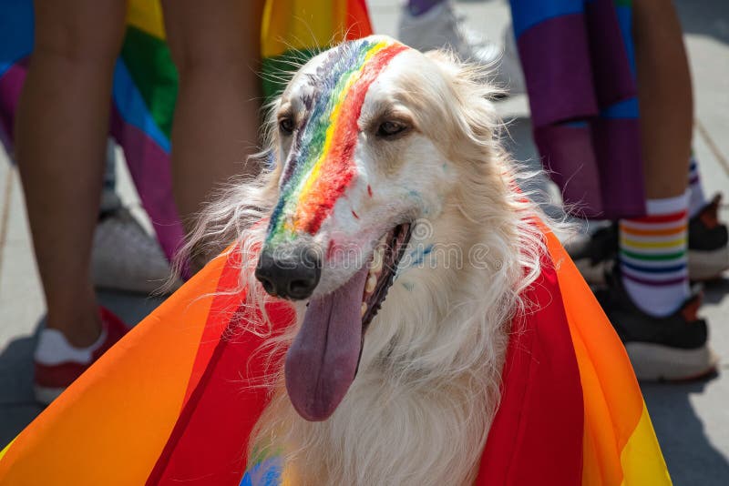 Chien couvert de drapeau d'arc-en-ciel à l'événement Drapeau gai peint sur le nez de chiens pendant la célébration soutenant des images libres de droits Chien couvert de drapeau d'arc-en-ciel à l'événement Drapeau gai peint sur le nez de chiens pendant la célébration soutenant des images libres de droits