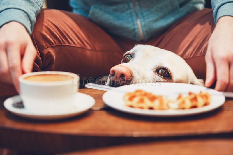 Chien curieux dans le café photographie stock libre de droits Chien curieux dans le café photographie stock libre de droits