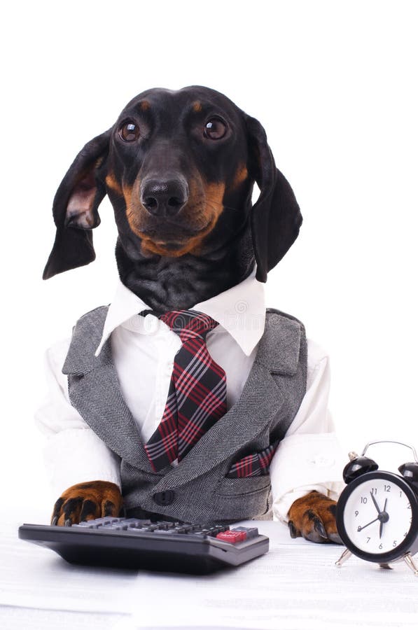 Chien d'affaires photo stock Chien d'affaires photo stock