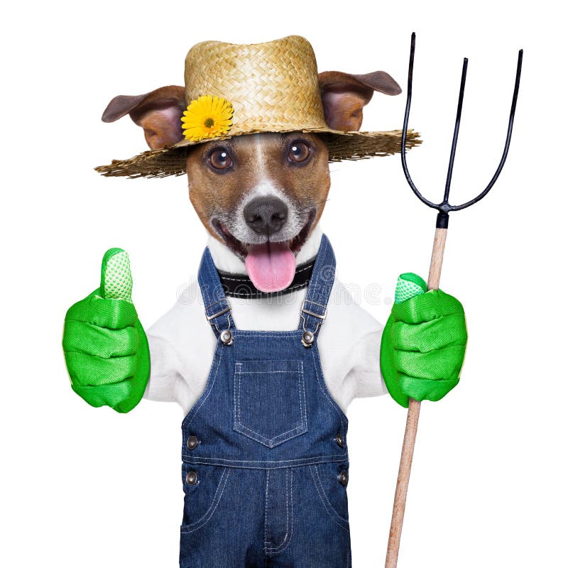 Chien d'agriculteur photos libres de droits Chien d'agriculteur photos libres de droits