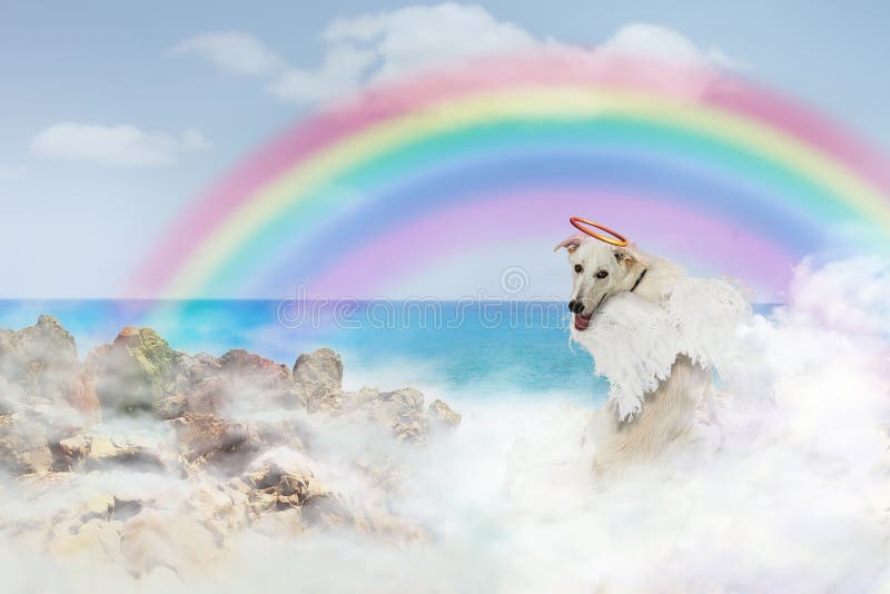 Chien d'ange au-dessus du pont rainbow bridge photos libres de droits