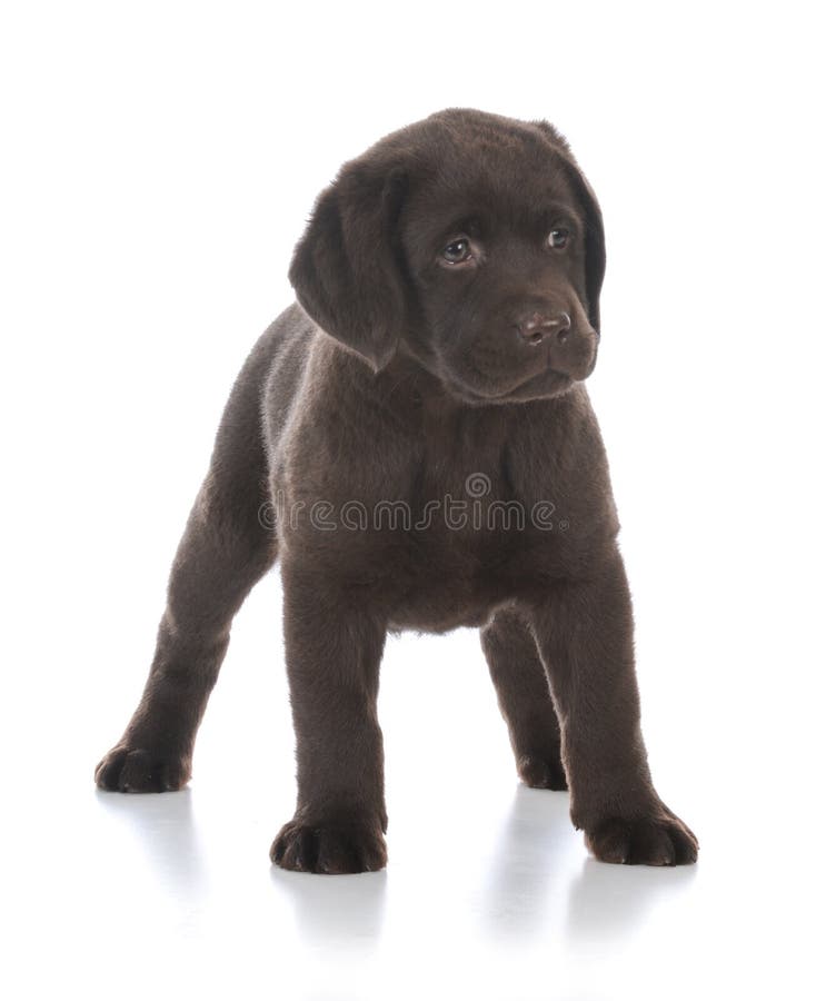 Chien d'arrêt de Labrador femelle photo stock Chien d'arrêt de Labrador femelle photo stock