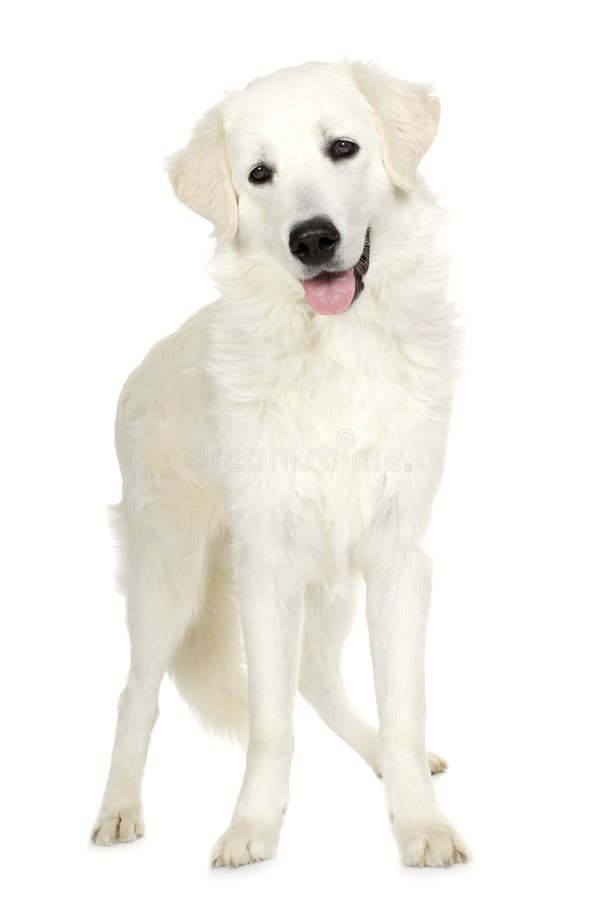 Juvenile Labrador retriever cream in front of white background and facing the camera. Juvenile Labrador retriever cream in front of white background and facing the camera