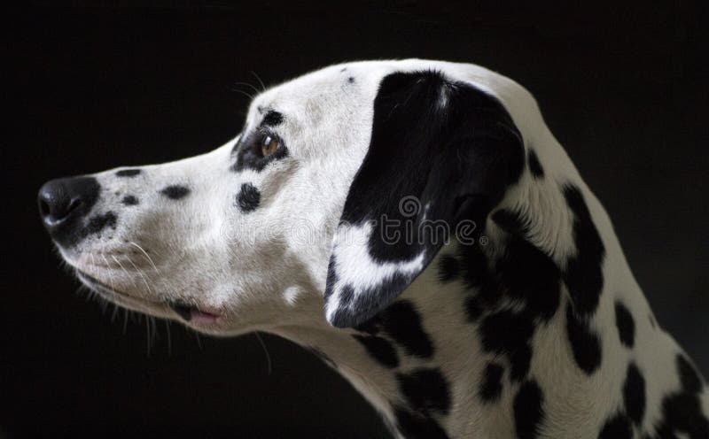 Chien dalmatien d'isolement sur le backgound noir photos libres de droits Chien dalmatien d'isolement sur le backgound noir photos libres de droits