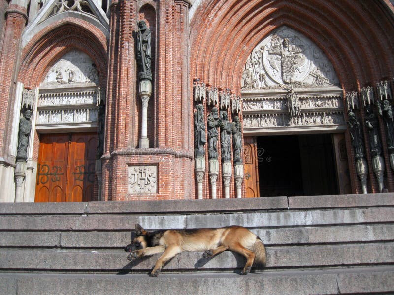 Chien dans la cathédrale images stock Chien dans la cathédrale images stock