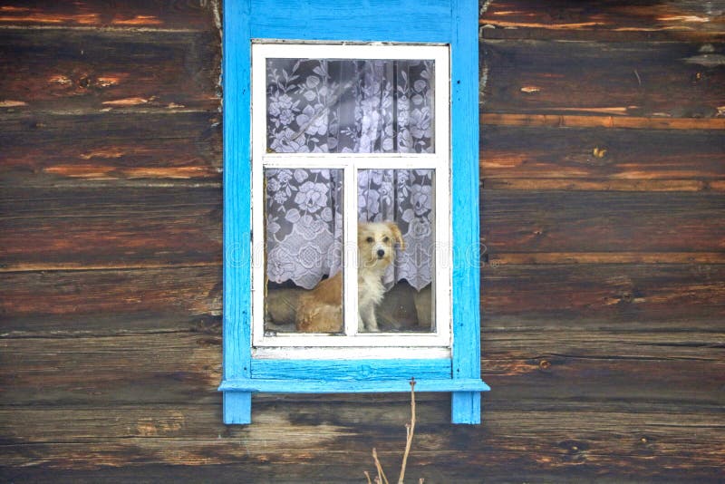 Chien dans la fenêtre d'une maison en bois images stock Chien dans la fenêtre d'une maison en bois images stock