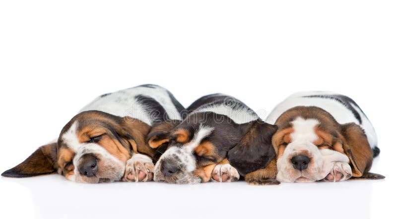 Chien de basset de trois chiots dormant côte à côte D'isolement photo libre de droits Chien de basset de trois chiots dormant côte à côte D'isolement photo libre de droits