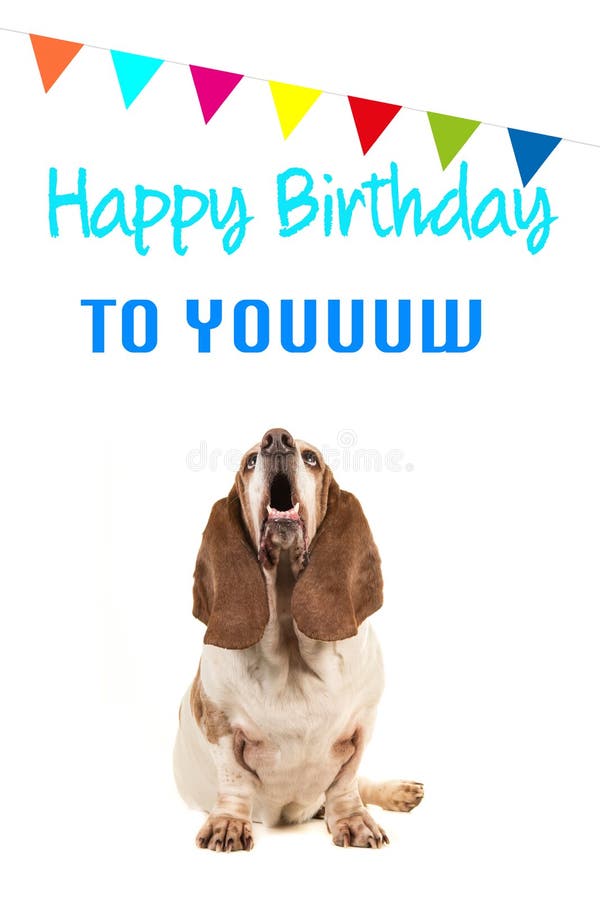 Chien De Basset Recherchant Et Texte De Chant Joyeux Anniversaire Sur Une Carte D Anniversaire Photo Stock Image Du Avec Guirlande Chien De Basset Recherchant Et Texte De Chant Joyeux Anniversaire Sur Une Carte D Anniversaire Photo Stock Image Du Avec Guirlande