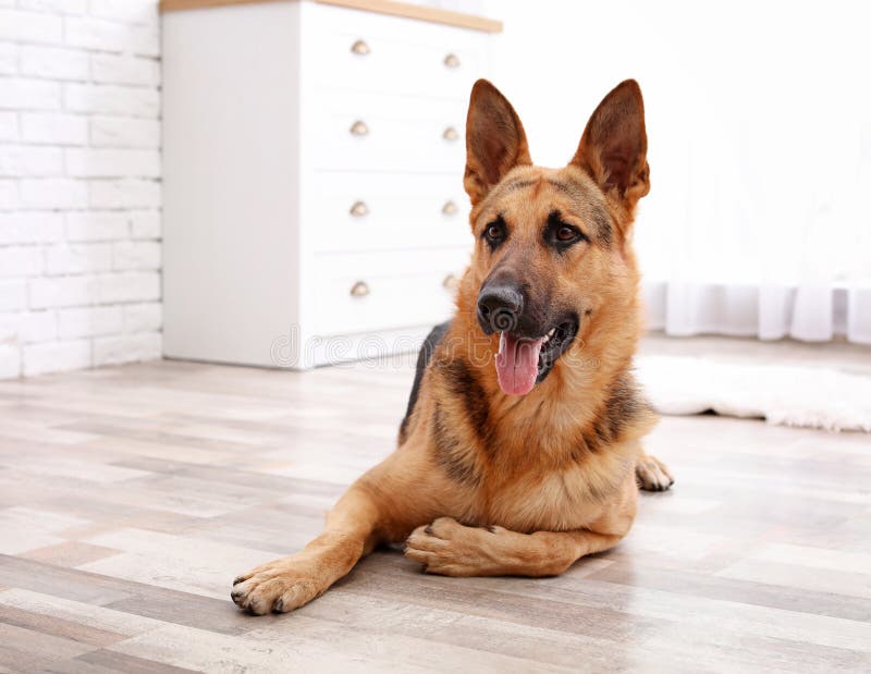 Chien de berger allemand adorable se trouvant sur le plancher image stock Chien de berger allemand adorable se trouvant sur le plancher image stock