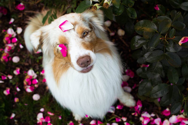Chien De Berger Australien De Merle Rouge étonnant Se