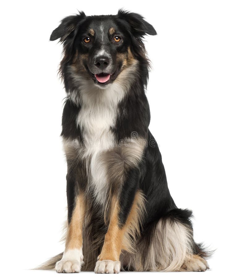 Chien de berger australien, de 1 an, se reposant devant b blanc photo libre de droits Chien de berger australien, de 1 an, se reposant devant b blanc photo libre de droits