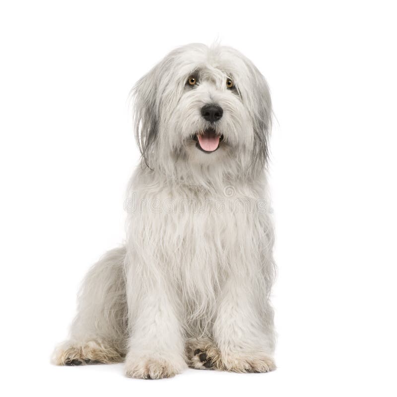 Sheepdog (15 moths) in front of a white background. Sheepdog (15 moths) in front of a white background