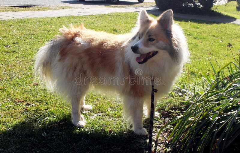 Chien de berger islandais photo stock Chien de berger islandais photo stock