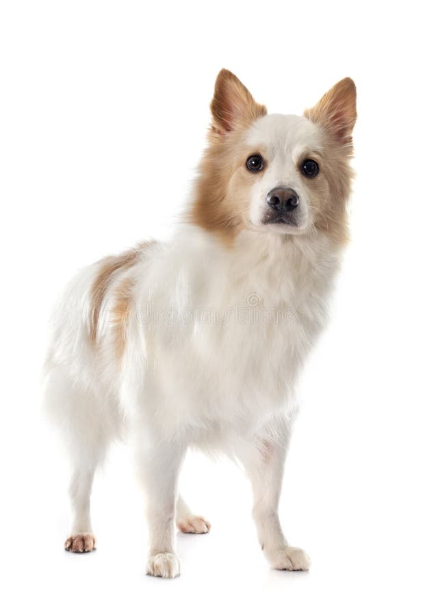 Chien de berger islandais photo libre de droits Chien de berger islandais photo libre de droits