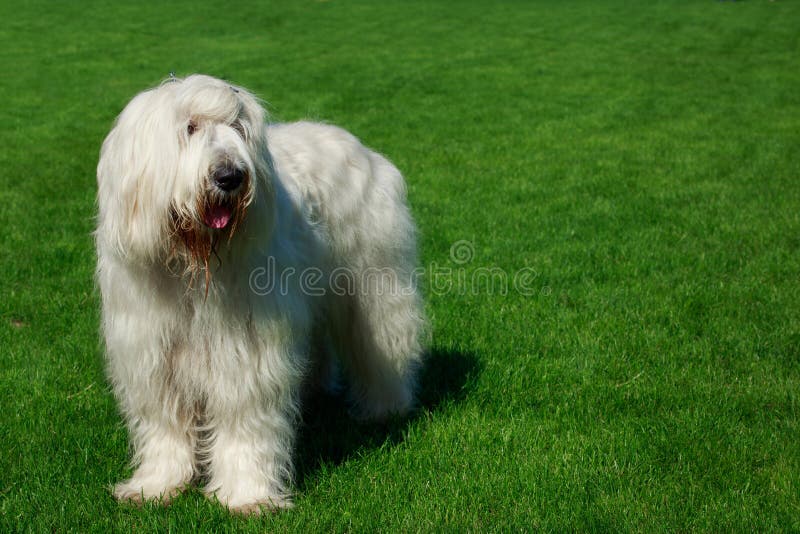 Chien de berger russe du sud de race de chien photographie stock Chien de berger russe du sud de race de chien photographie stock