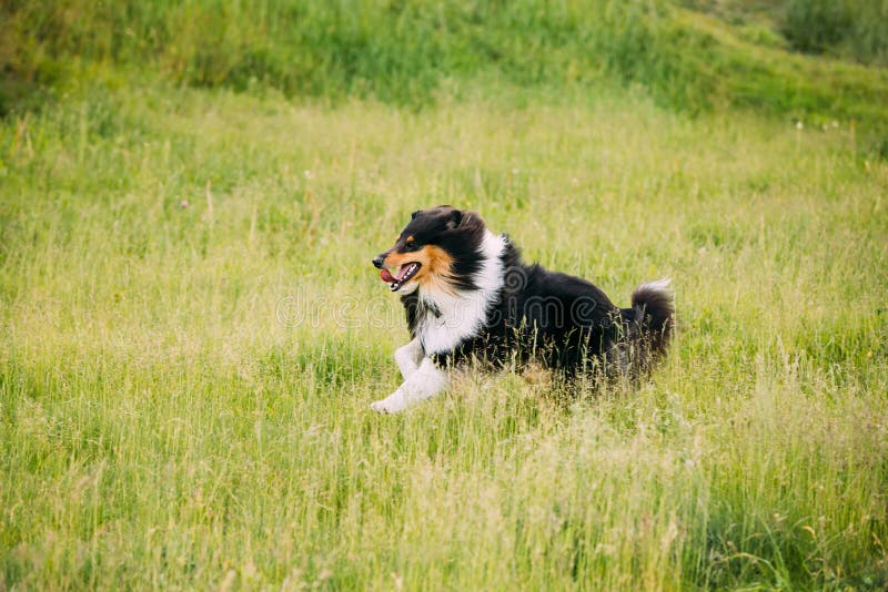 Chien de berger de Shetland, Sheltie, colley Extérieur couru par jeu dans l'herbe d'été photos libres de droits Chien de berger de Shetland, Sheltie, colley Extérieur couru par jeu dans l'herbe d'été photos libres de droits