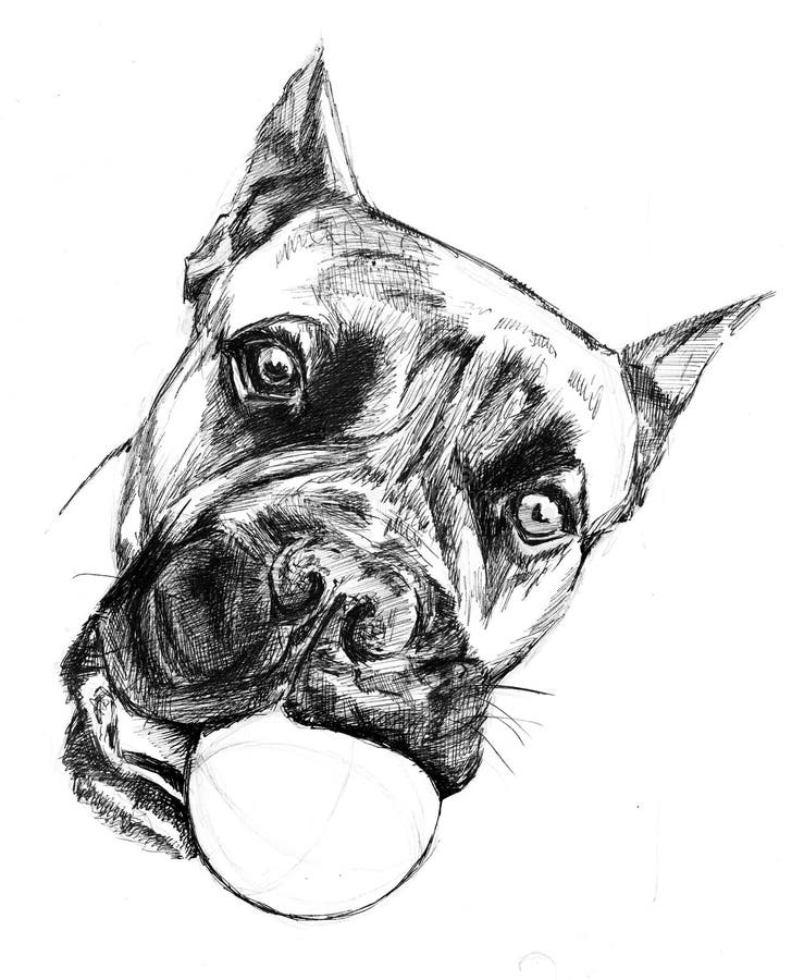 Chien de boxe avec boule en dents, illustration faite par stylo à bille