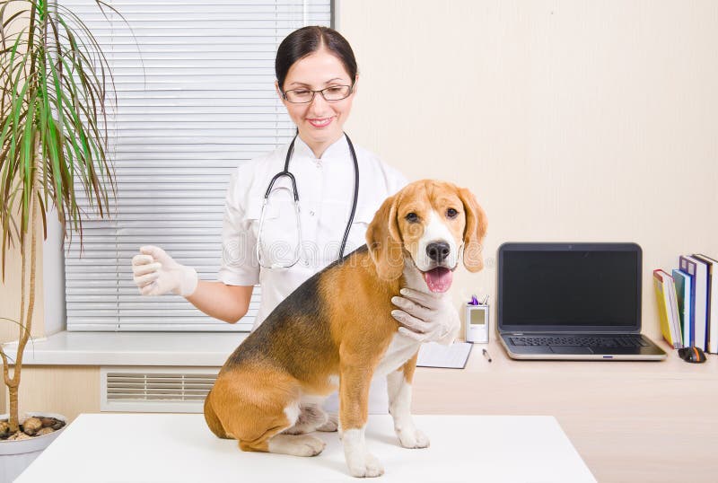 Chien de briquet au vétérinaire image libre de droits