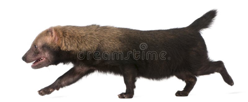 Chien de Bush, venaticus de Speothos photos stock Chien de Bush, venaticus de Speothos photos stock
