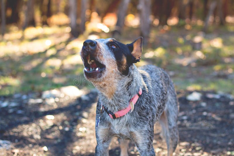 Qui a inventé les chiens de bétail