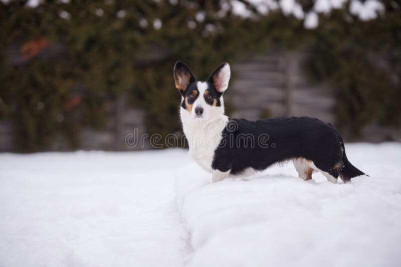 Chien de cardigan de corgi de Gallois dehors en hiver photographie stock Chien de cardigan de corgi de Gallois dehors en hiver photographie stock